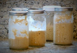 sourdough starter