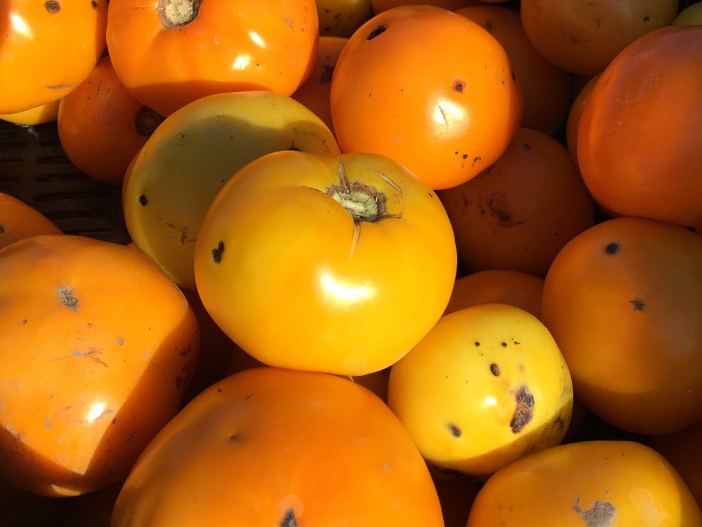 Yellow Tomatos